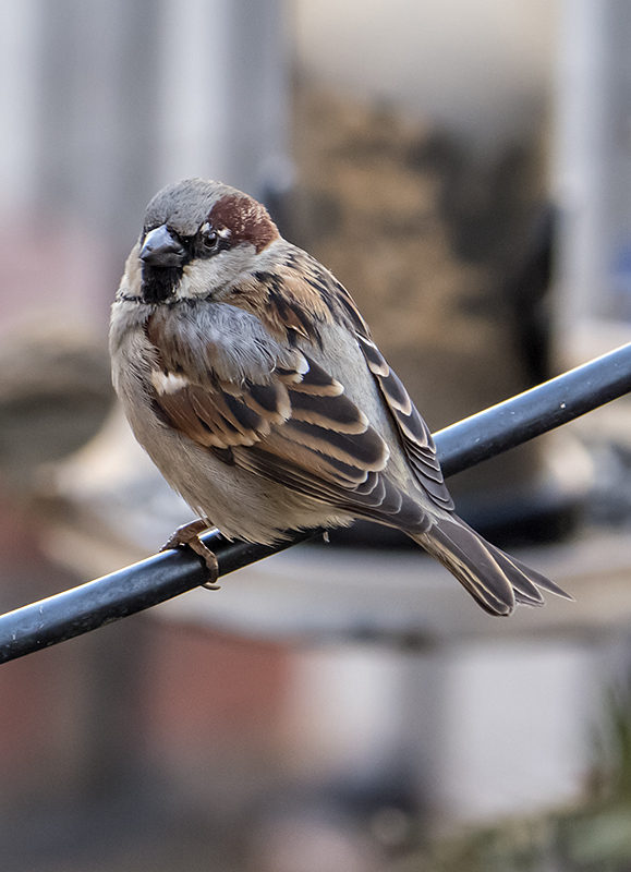 Bird on a wire