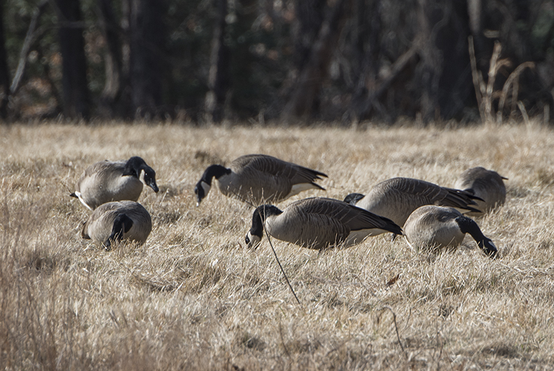 Feeding in concert