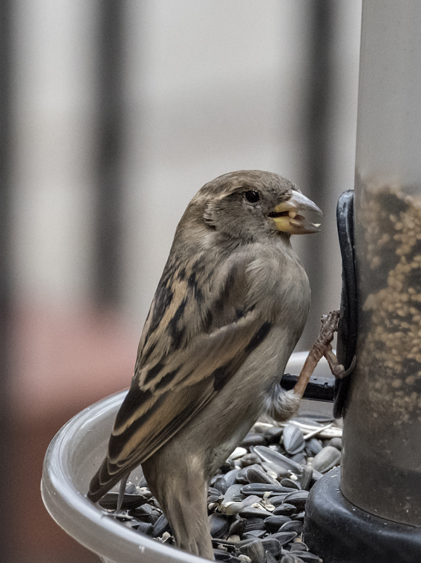 Caught mid-seed