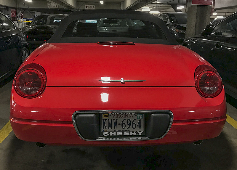 Stands out in a crowd
