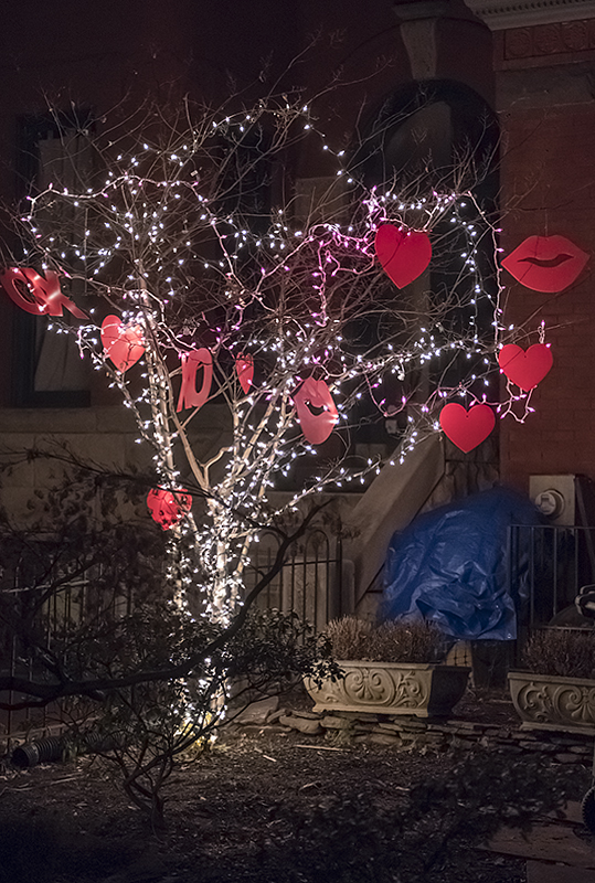 The nighttime tree for lovers