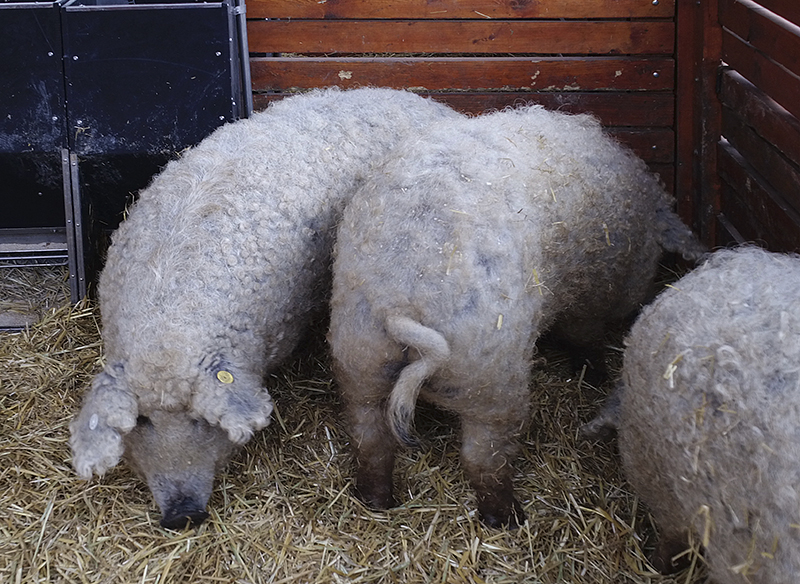 Stars of the Mangalica Pig Festival