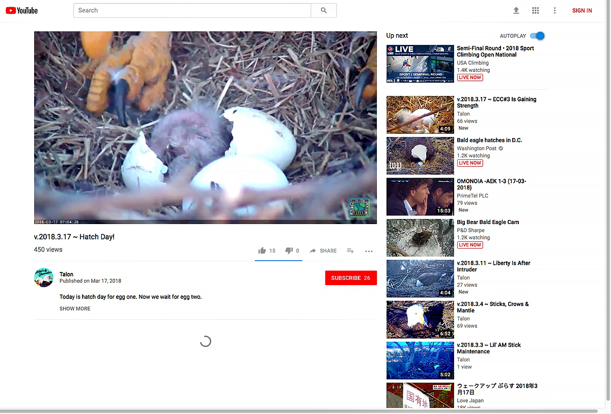 Bald eagle hatching on St. Patricks Day