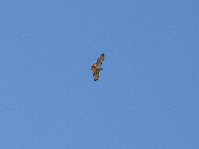 Red-tailed hawk high above Fort Washington