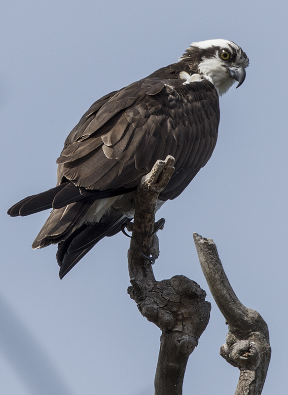 Lookout