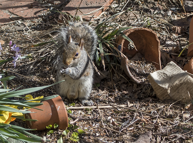The little thief