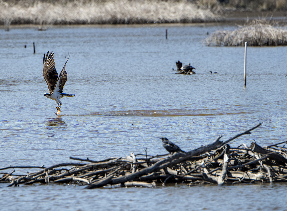 Osprey catches its lunch