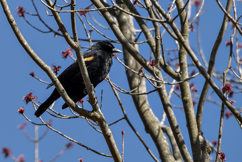 Redwing