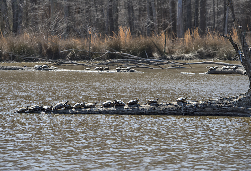 Turtle lineup