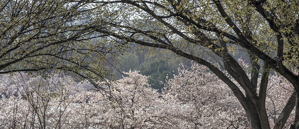 Cherry blossom drive-by