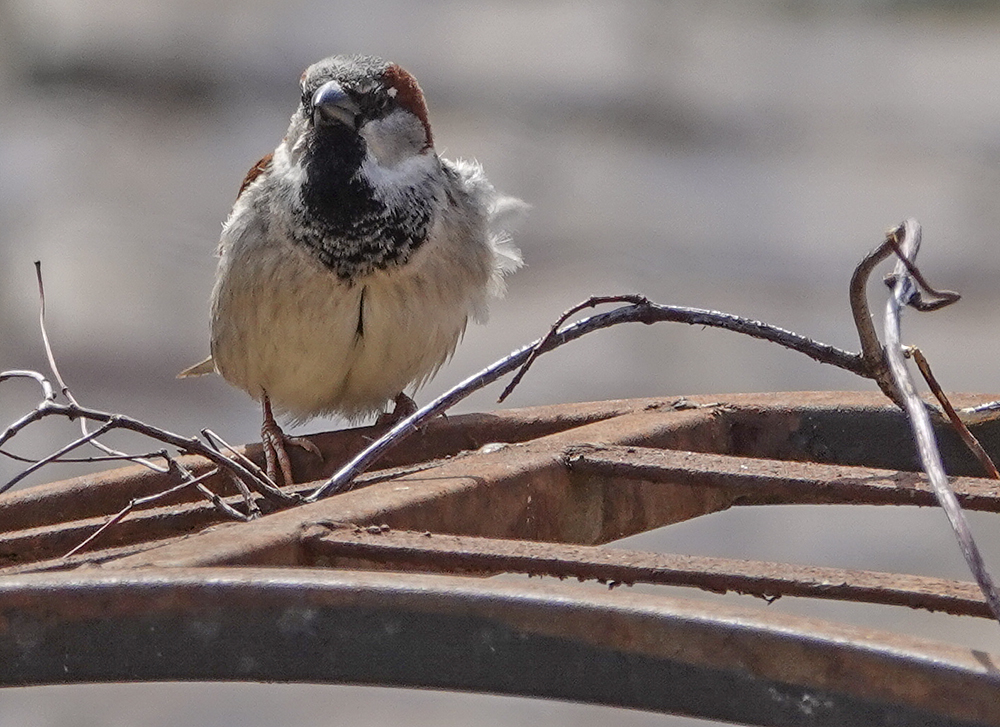 Ruffled feathers