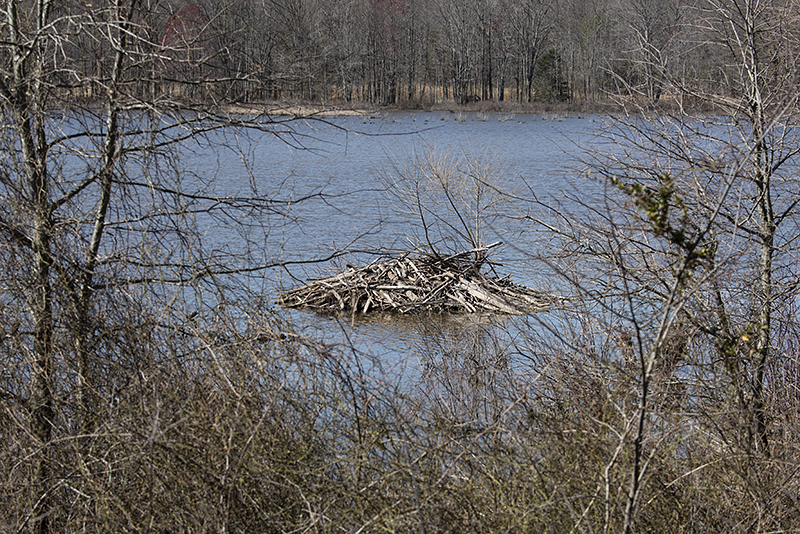 Busy beavers