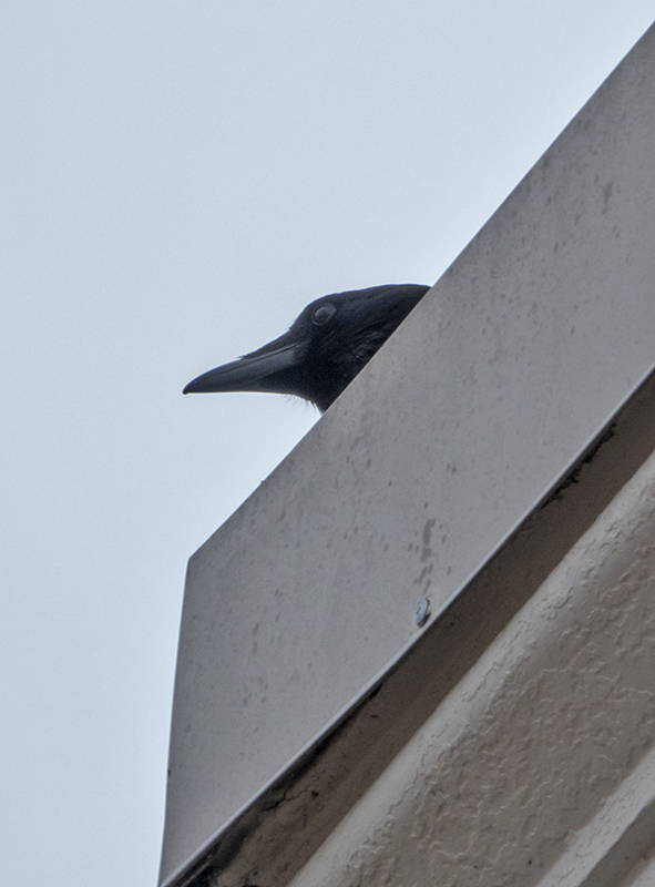 Keeping an eye out