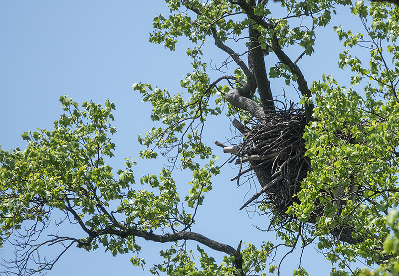 Spring is a time for eaglets at the arboretum