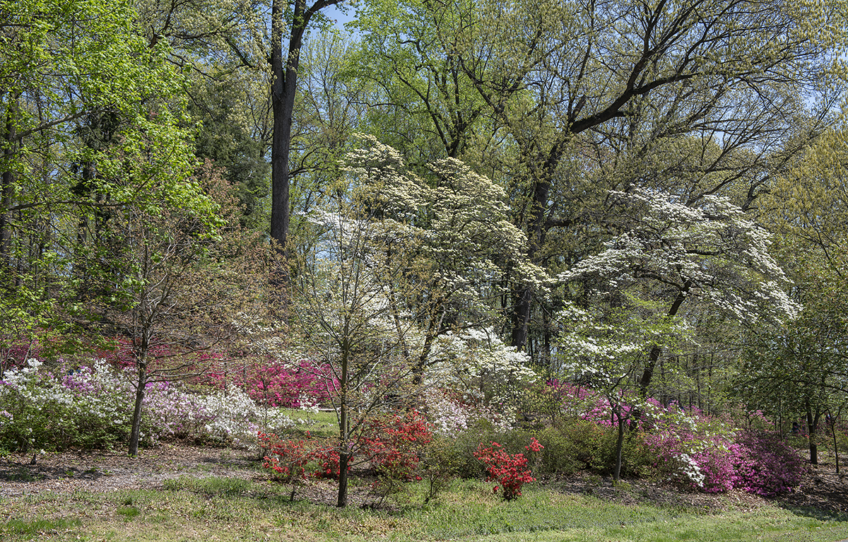 Spring in all its glory