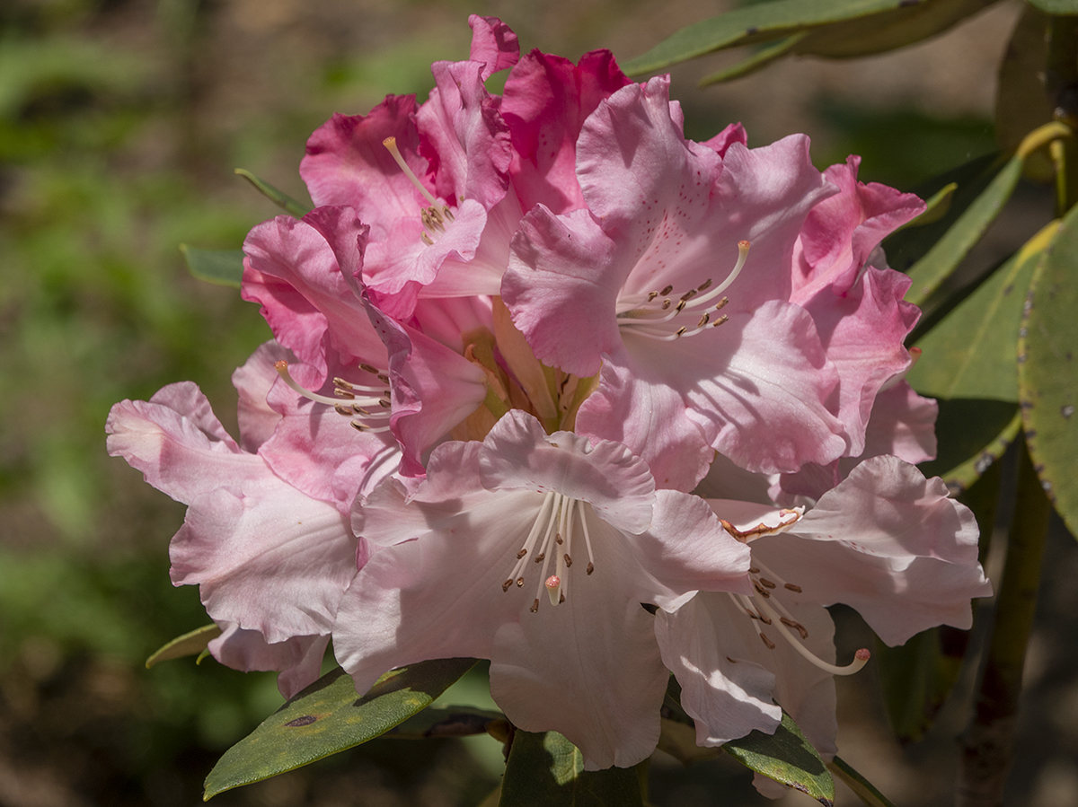 The many shades of pink