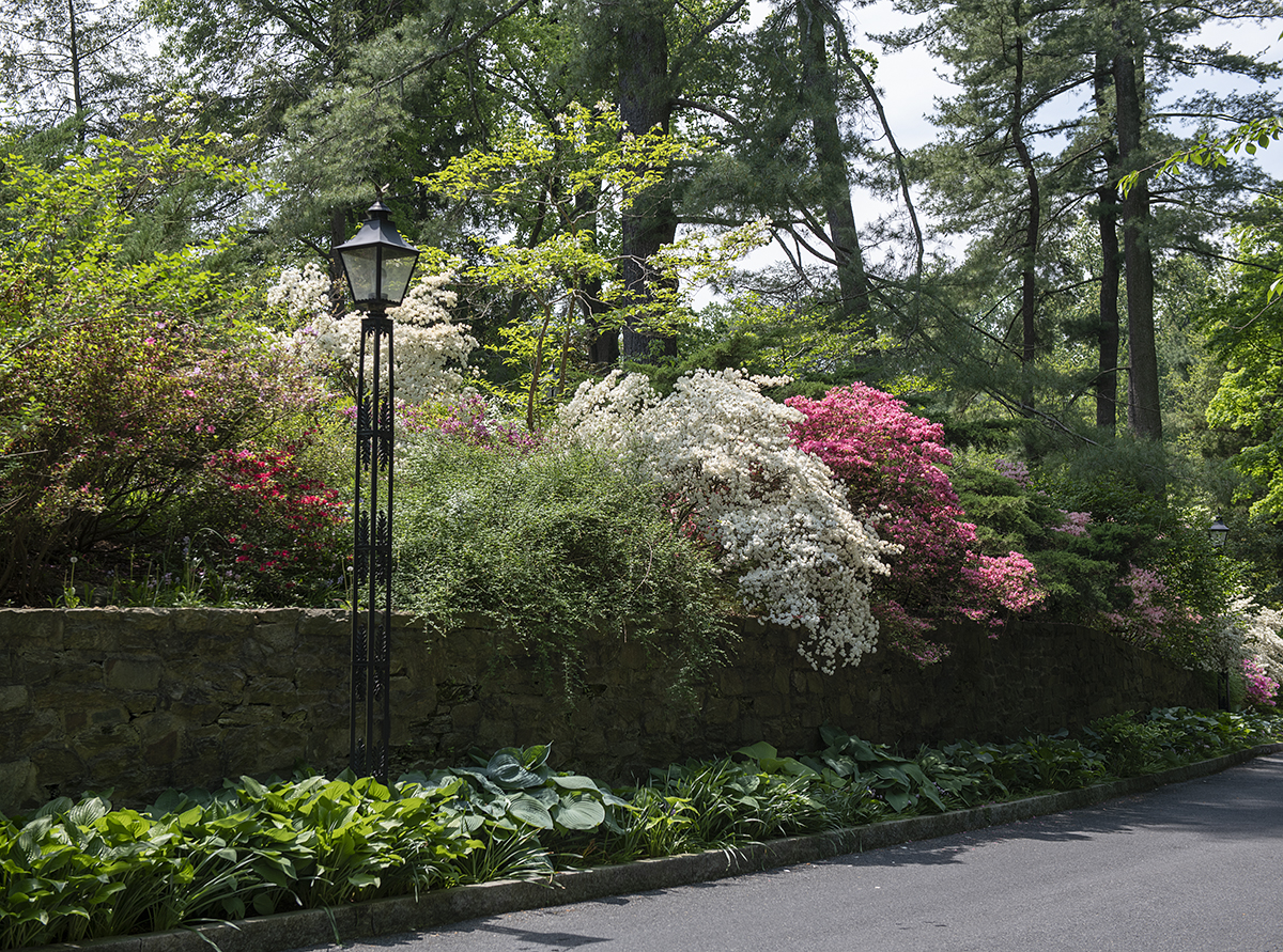 Cascading azaleas