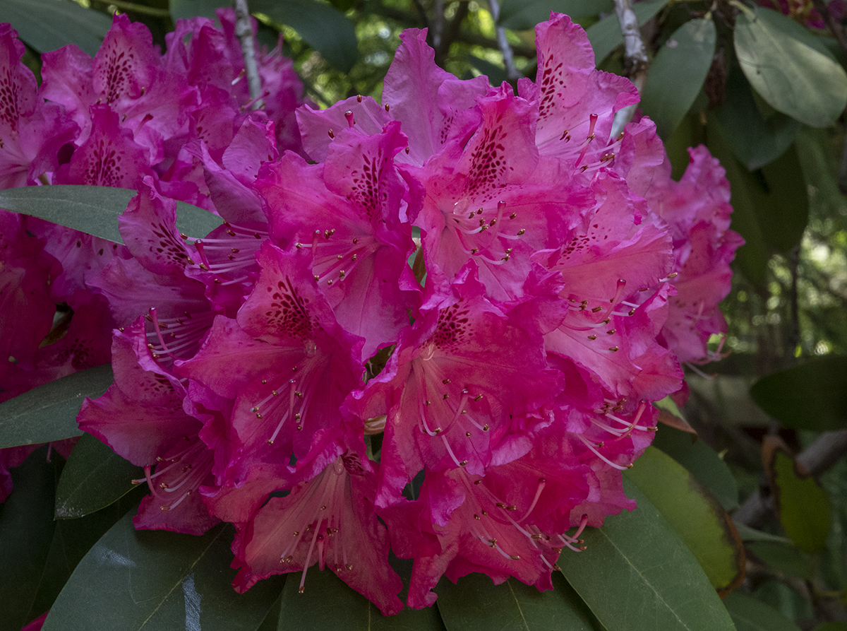 Japanese Garden rhododendron