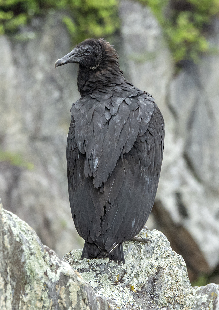 Fearless vulture