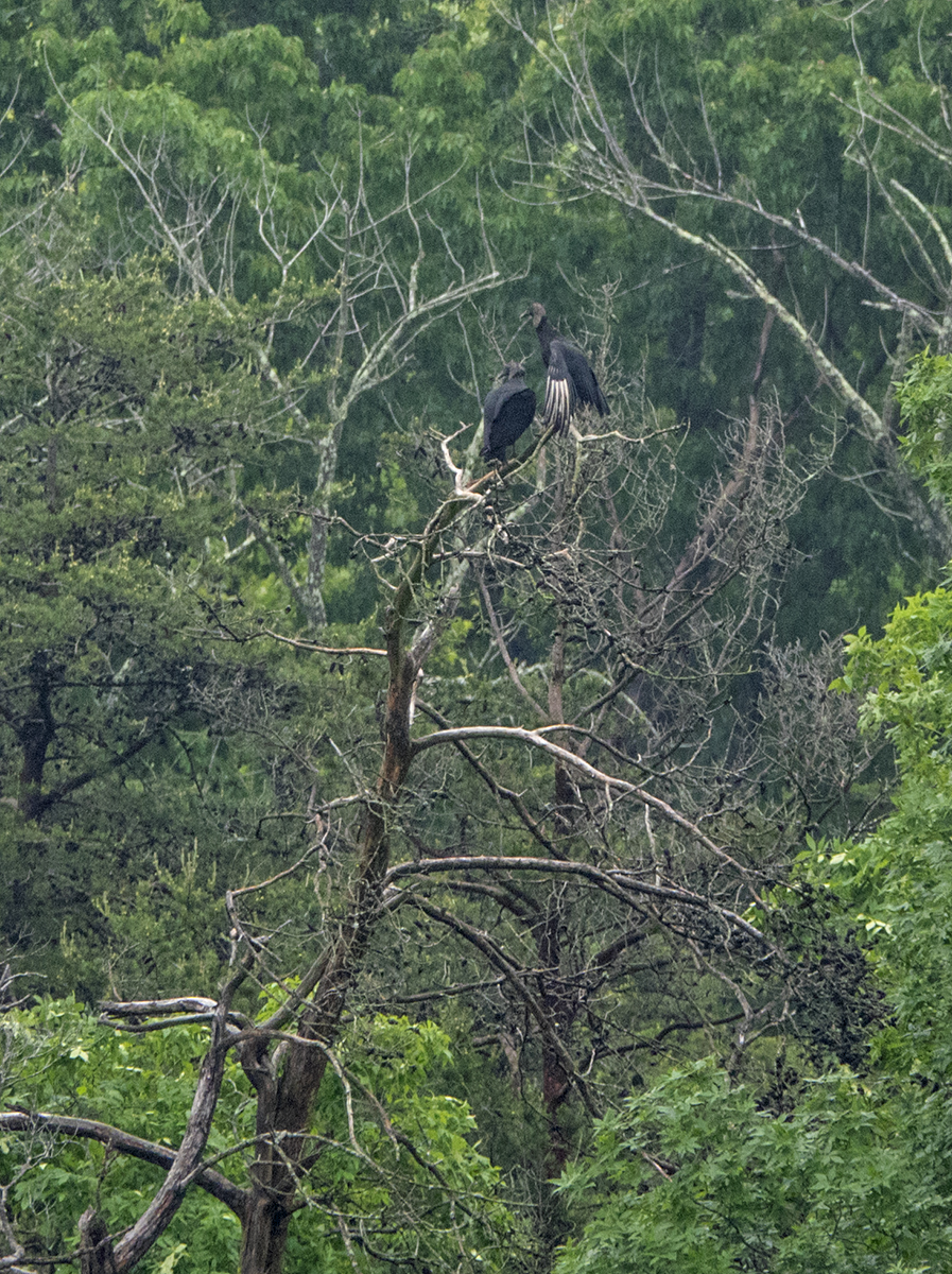 A peek into the life of Mr. & Mrs. Vulture (2)