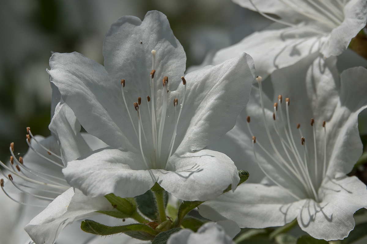 Azaleas at Hillwood