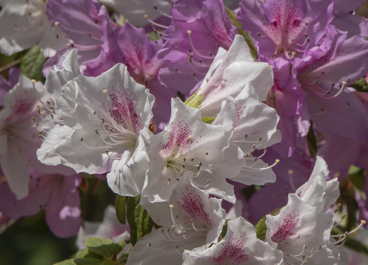 Azaleas at Hillwood