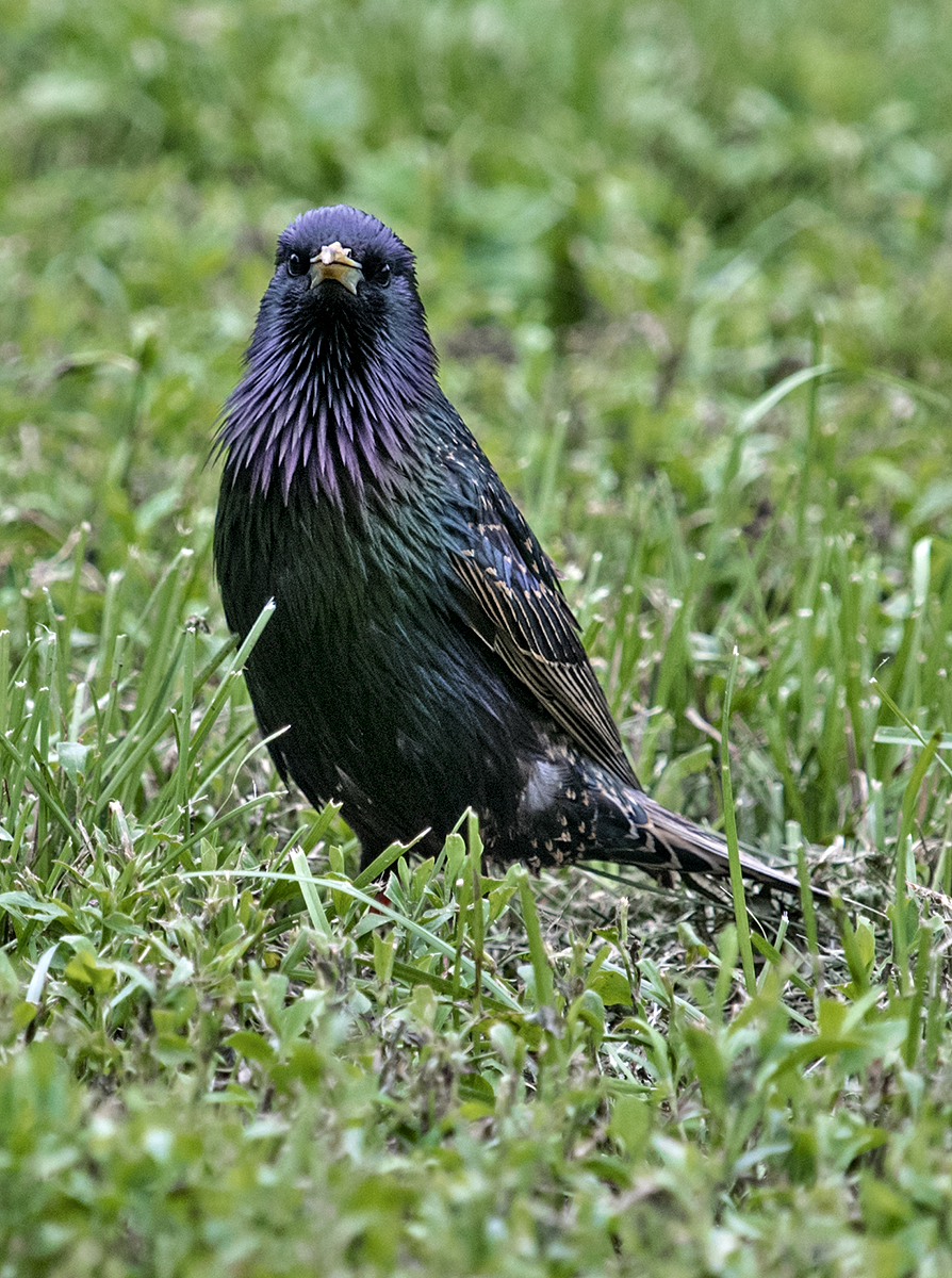 The inquisitive starling