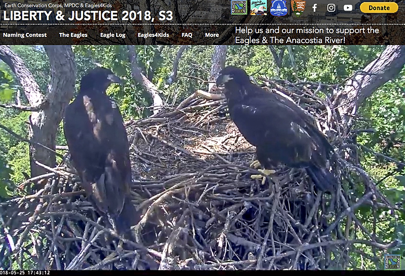 Juveniles now