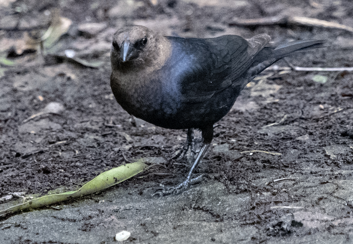 Roosevelt Island resident