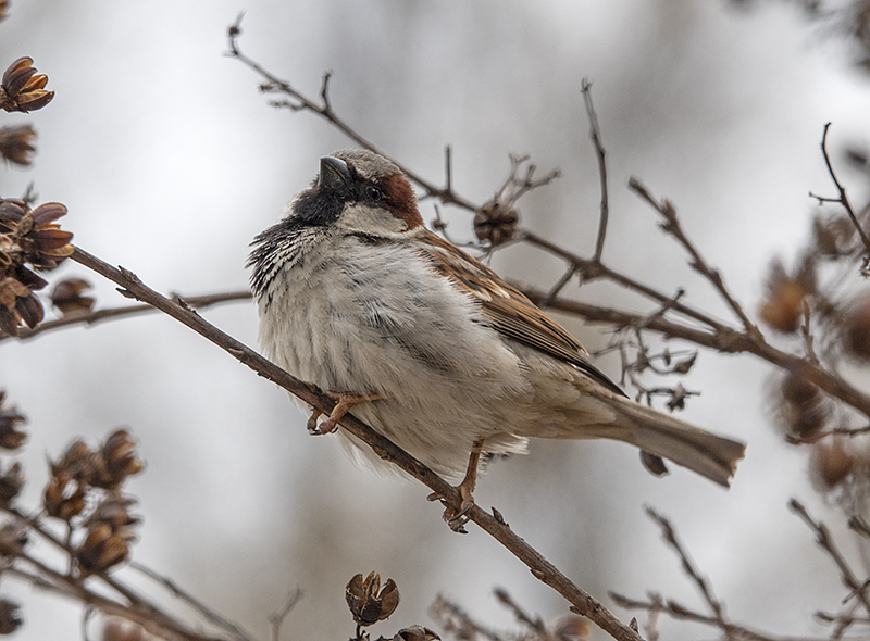 A cute sparrow