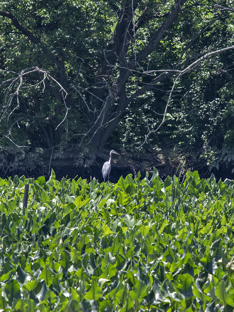 The very distant heron