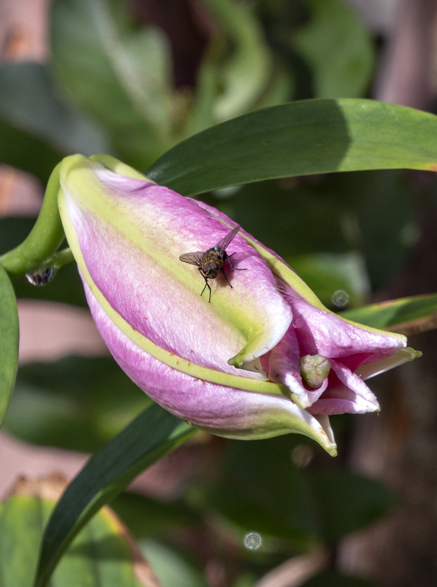 Lily and visitor