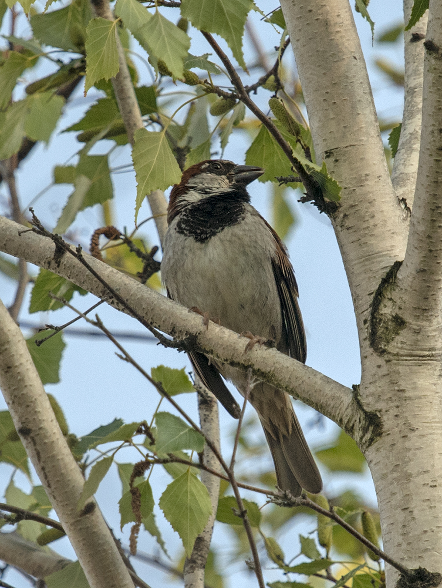 With head