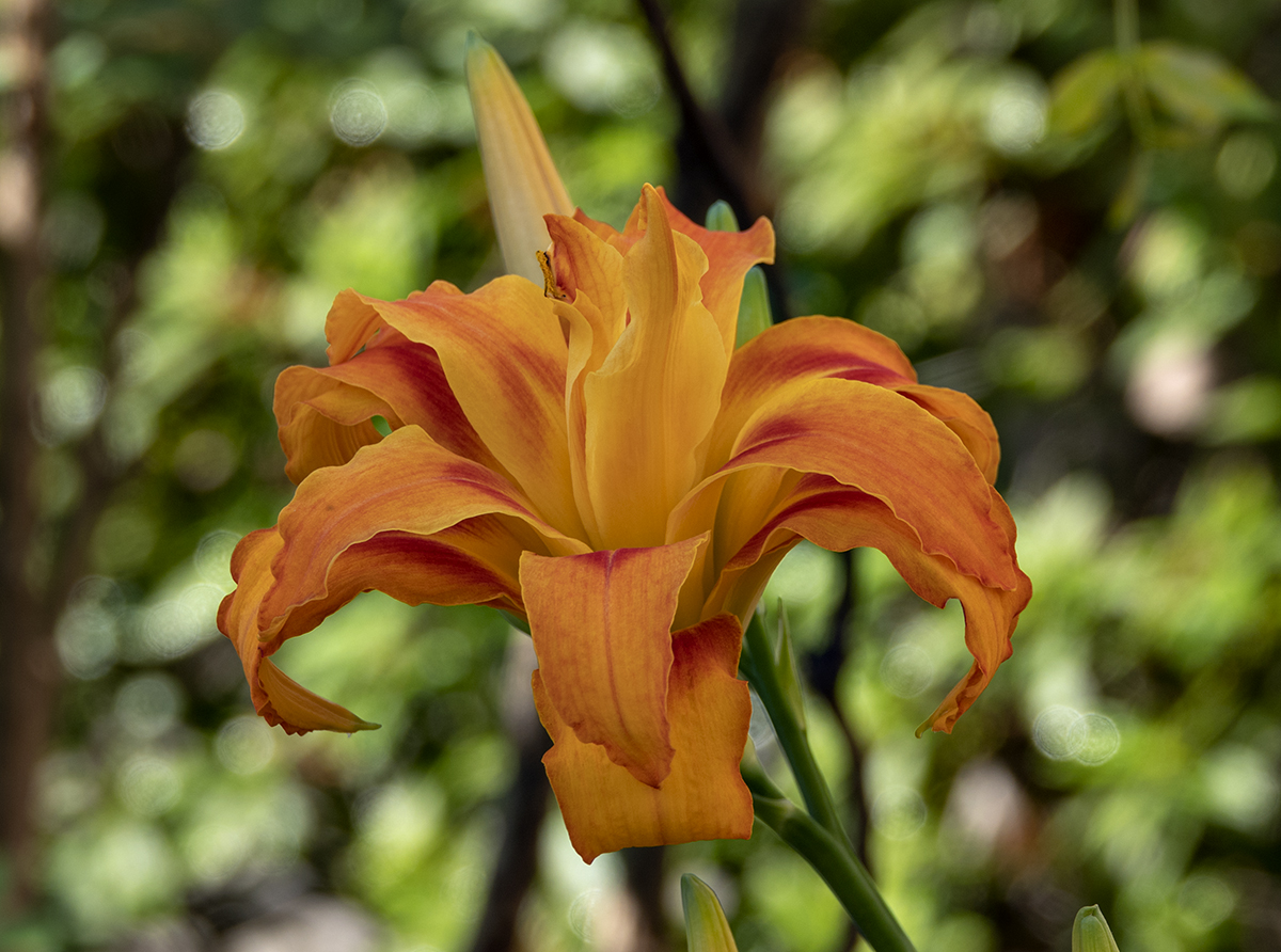 105 degree F lily