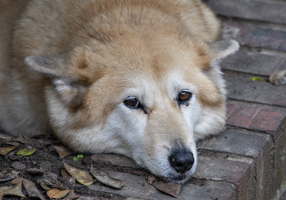 Sahraa and the new lens