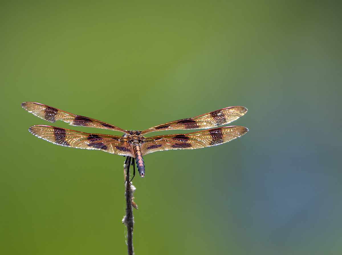 Golden dragonfly revisted