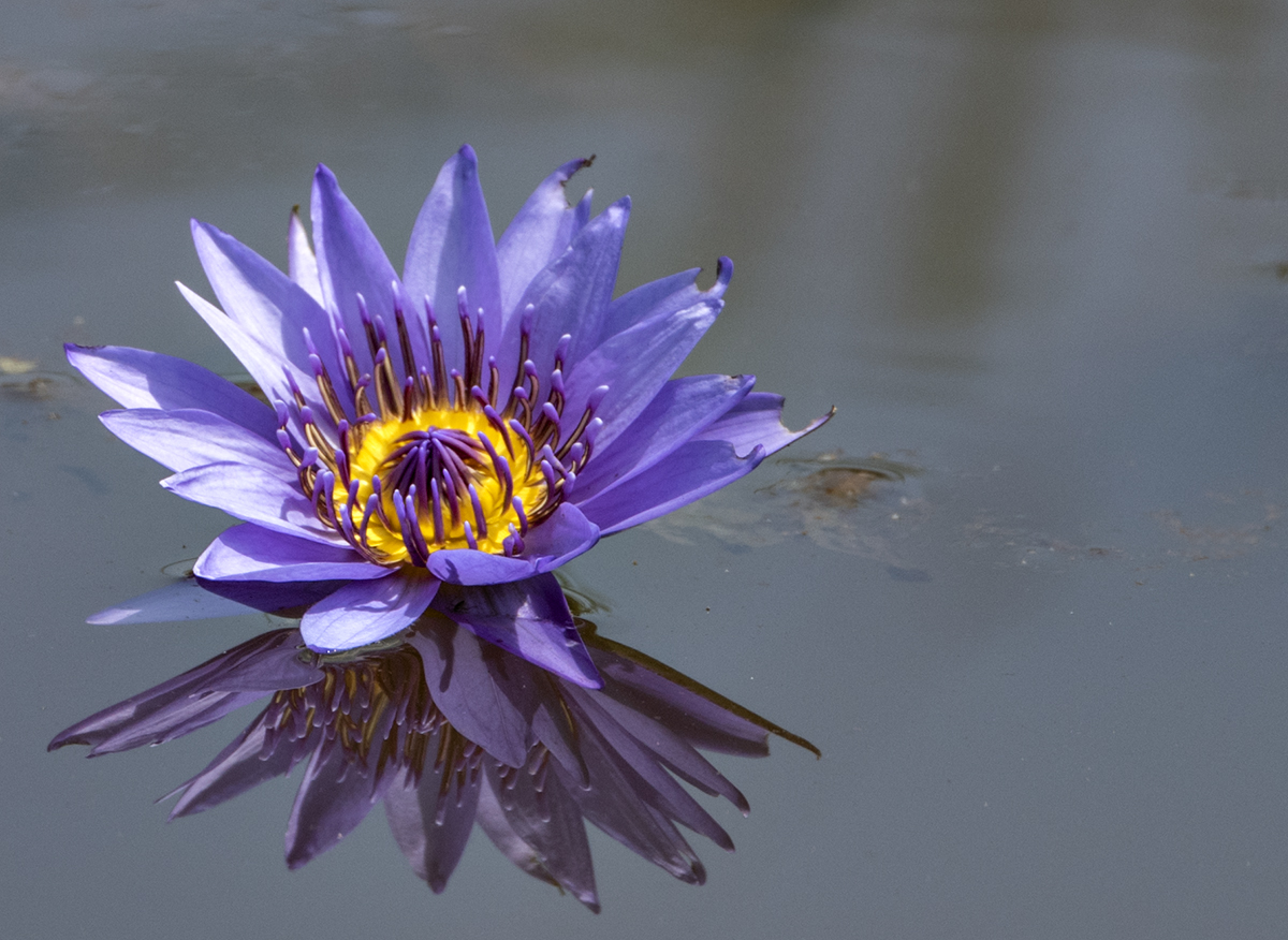 Lily and reflection