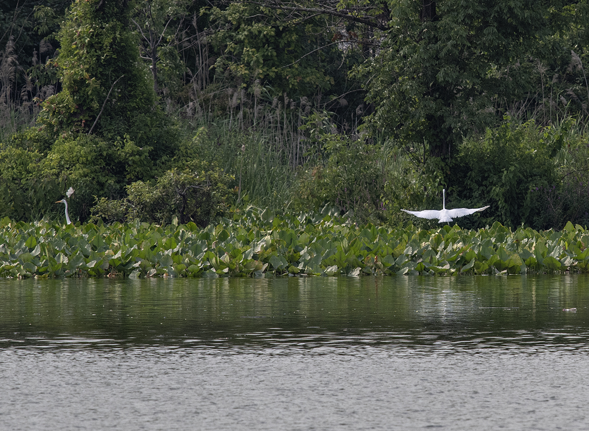 Across the water: Not all that impressed