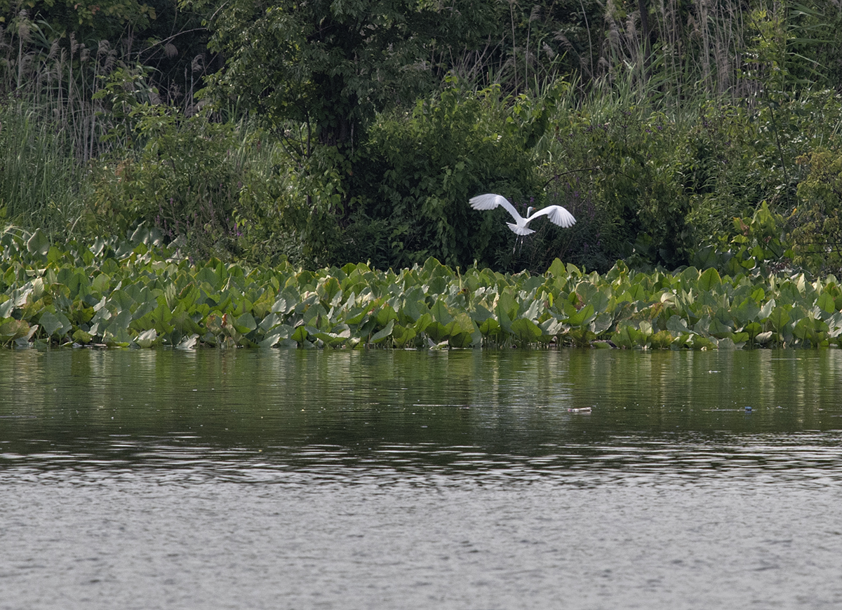 Across the water: Lift off