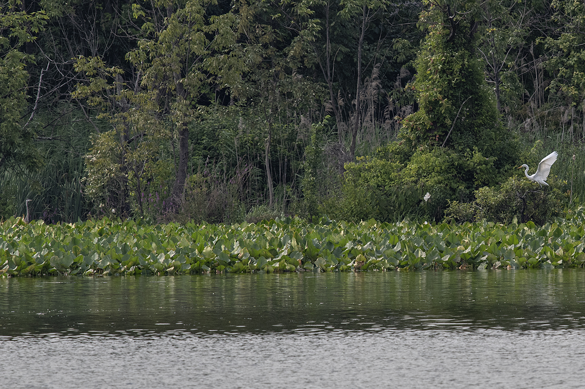 Across the water: Face off
