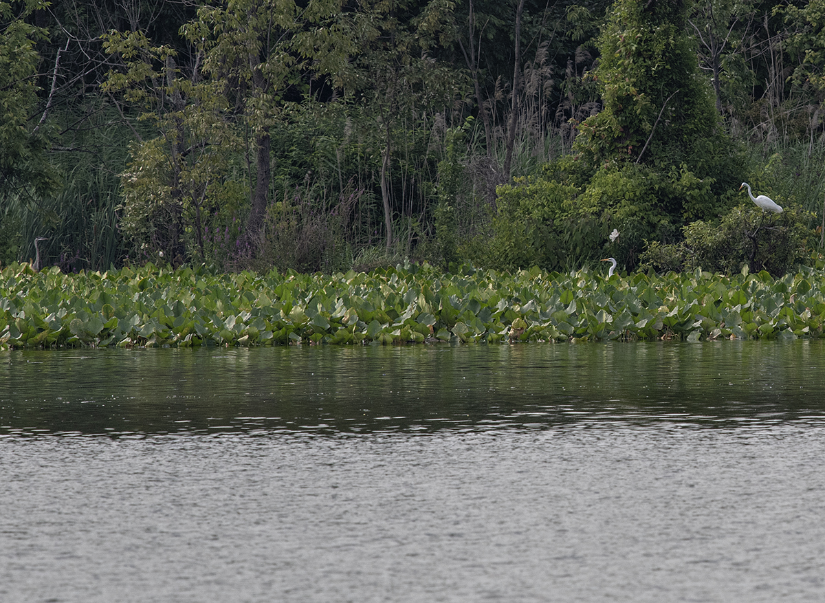 Across the water: Threes a crowd