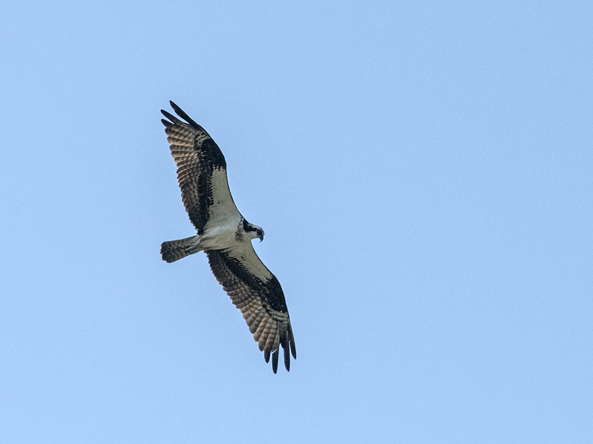 Osprey in flight