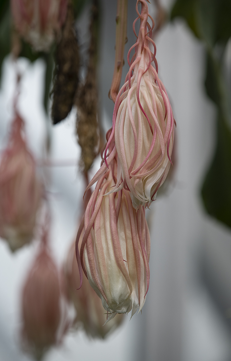 A most unusual flower