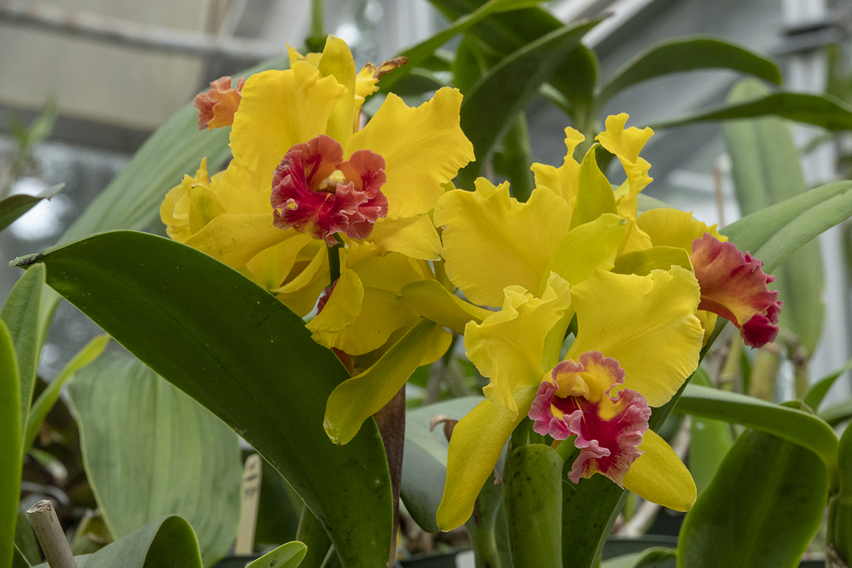 Just your everyday orchid