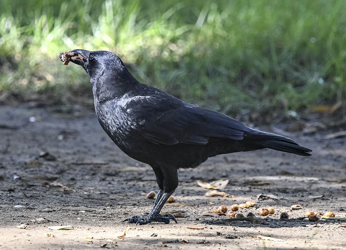 Eating crow