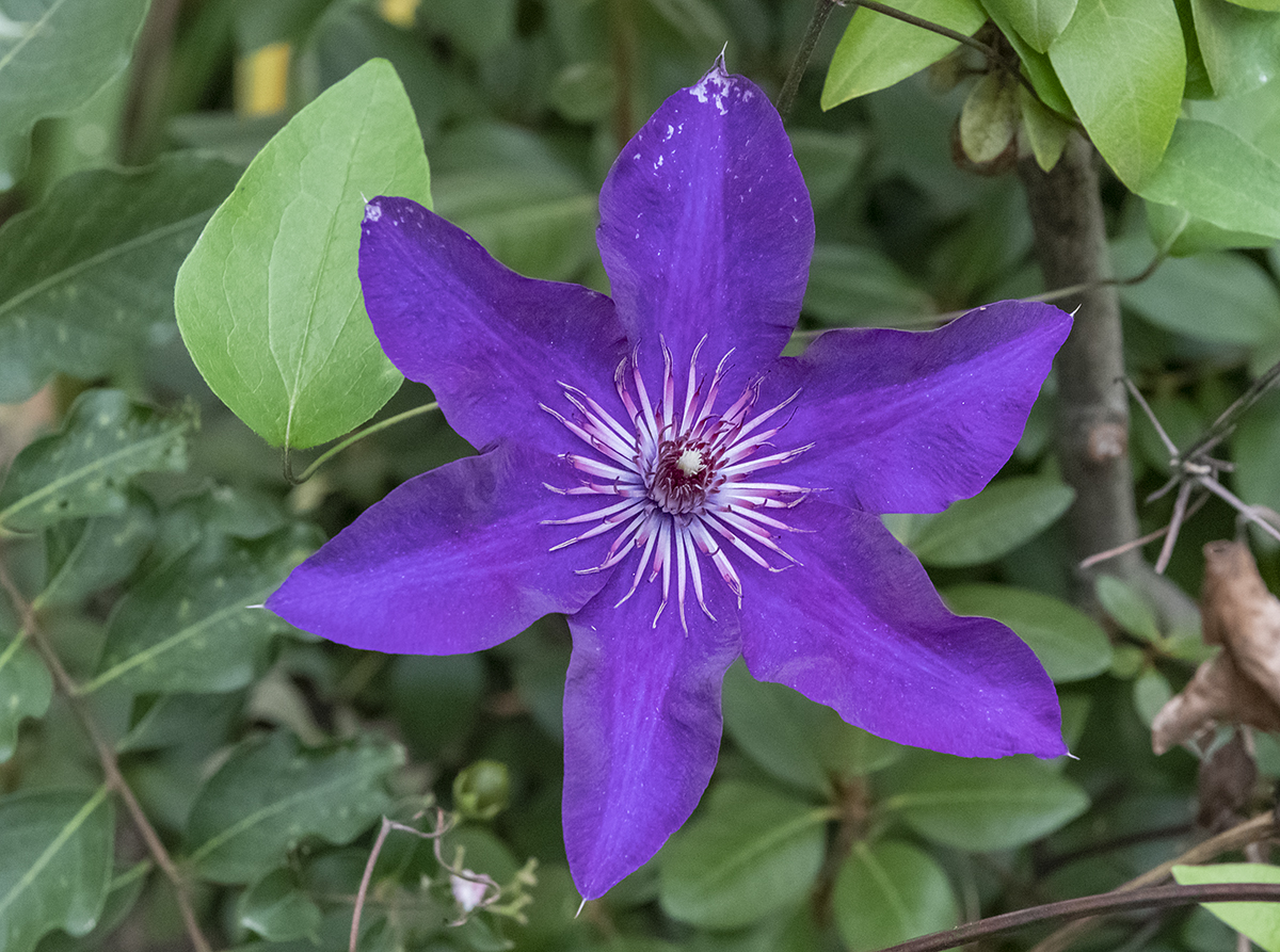 Surprise blossom