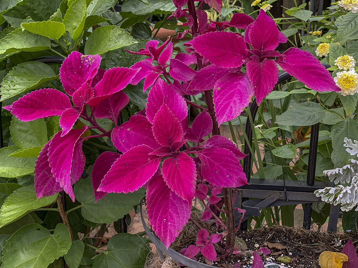 Vividly magenta