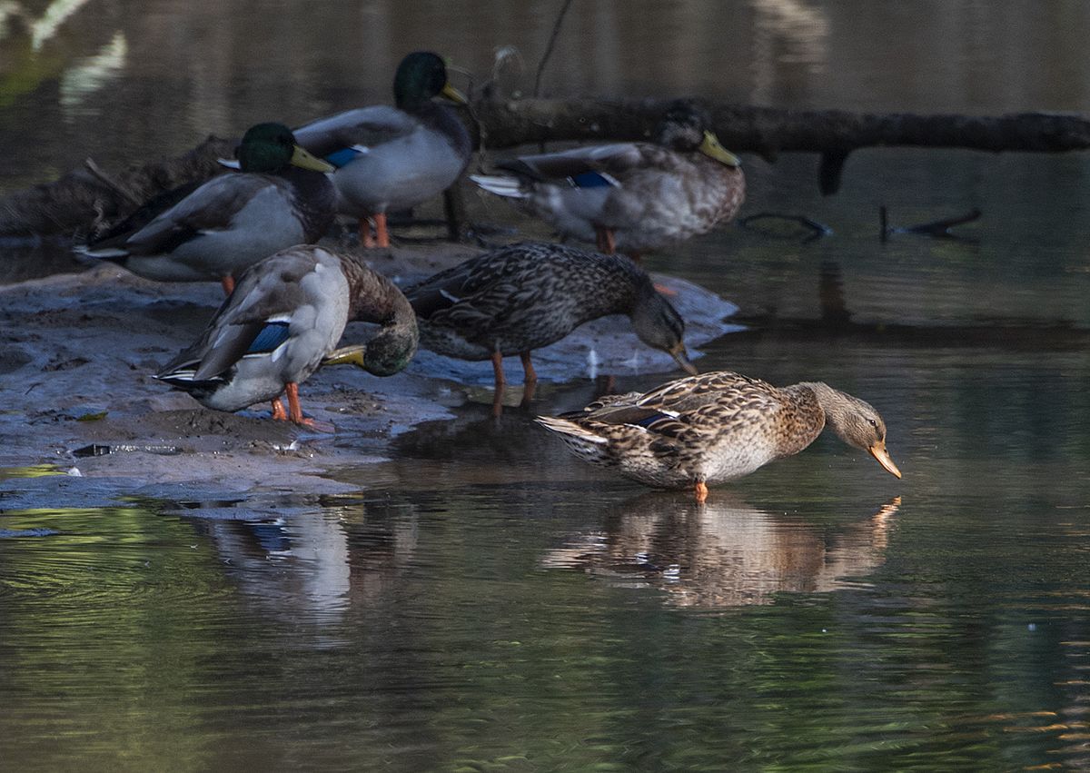 Duck reflected