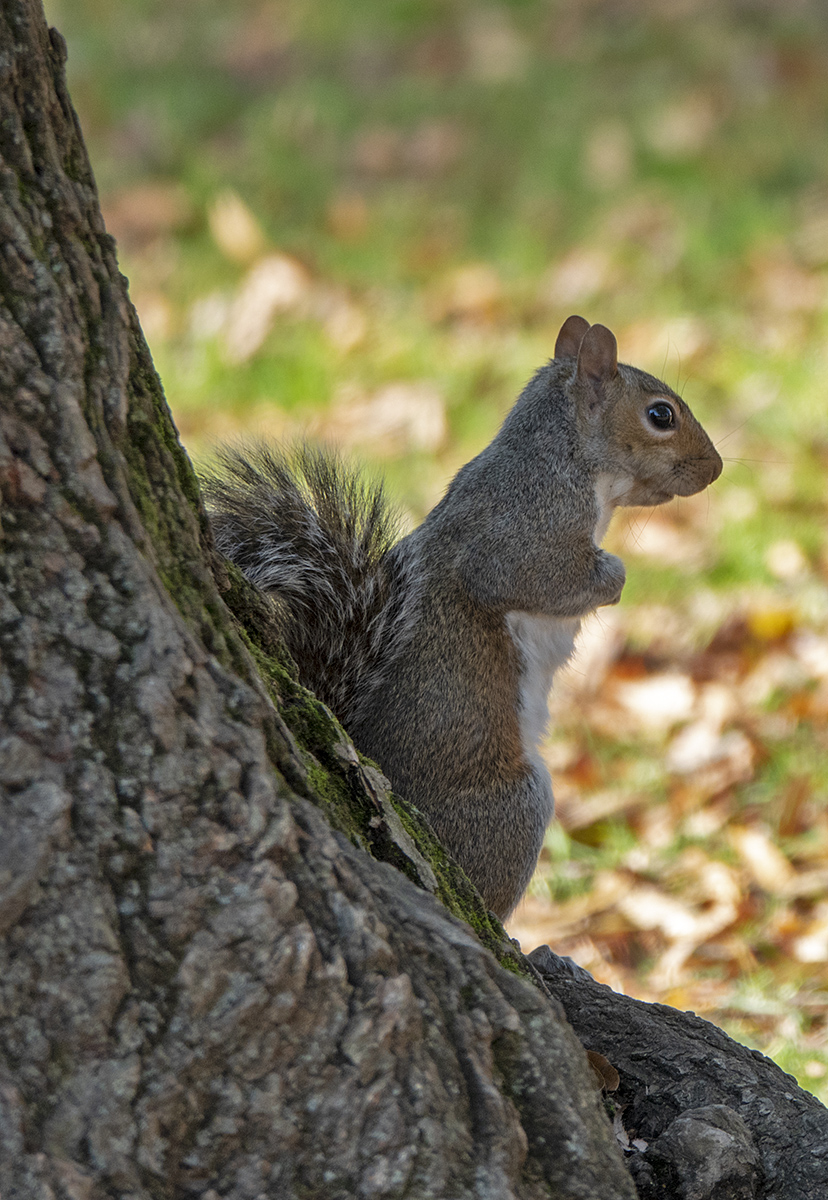 Surveying his territory
