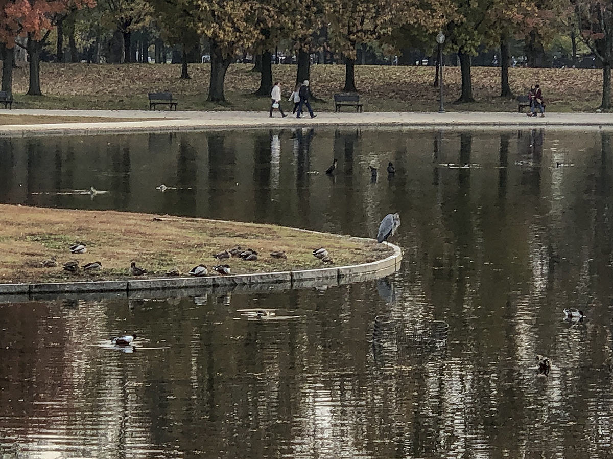 Unexpected visitor to the National Mall